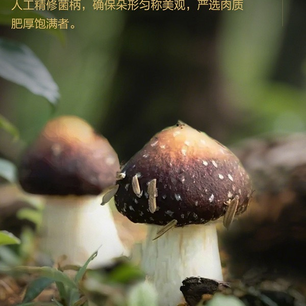 百山祖 云南姬松茸300g 详情图 2
