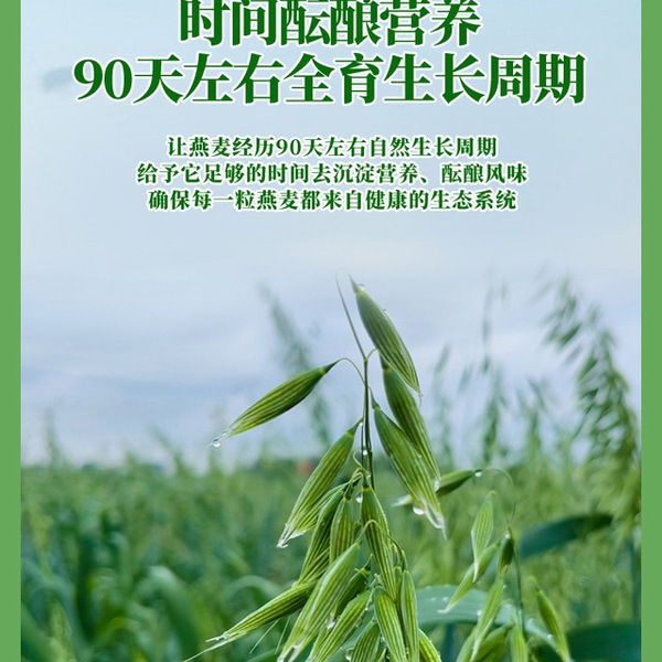 WILLIAMS TOWN 有机高蛋白燕麦片2.1kg（60x35g） 详情图 5