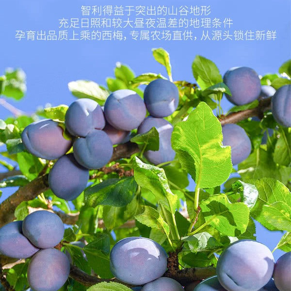 山姆智利无核西梅干 860g 详情图 1